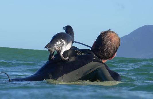 Surfing with a Penguin | Surf's Up for Real