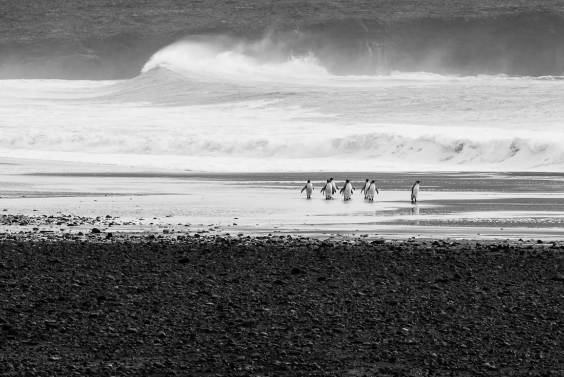 Untouched Waves: Surf Exploration in the Heard & McDonald Islands (HiddenSwell)